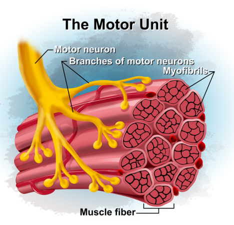 book-motor-unit.png